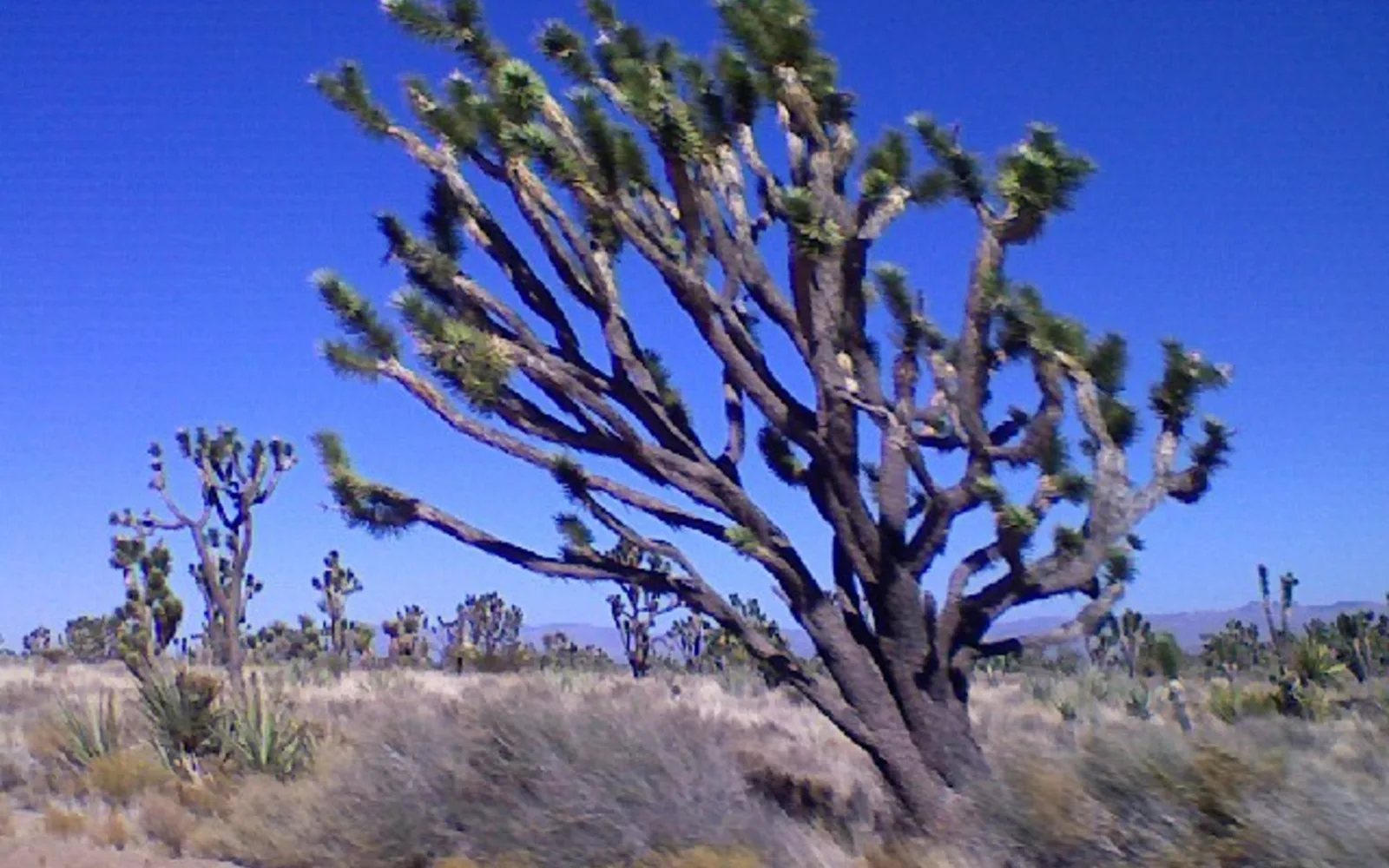 A Joshua tree standing alone in the Mojave Desert landscape with sparse desert vegetation